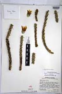 Cylindropuntia californica var. californica image