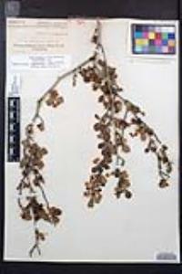 Cercocarpus montanus var. glaber image