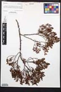 Larrea tridentata image