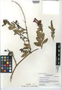 Gambelia speciosa image