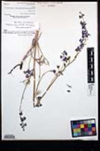 Delphinium hesperium subsp. cuyamacae image