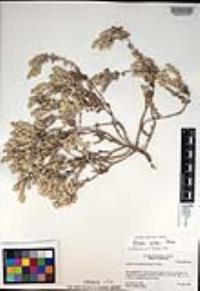 Atriplex watsonii image