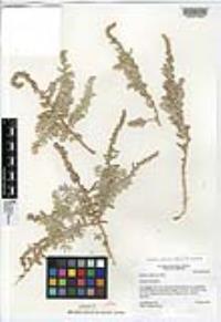 Atriplex californica image