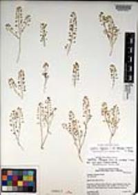 Lepidium virginicum var. robinsonii image