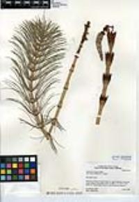 Equisetum telmateia image