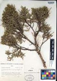 Juniperus osteosperma image