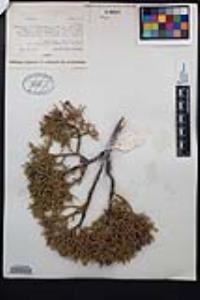 Juniperus osteosperma image