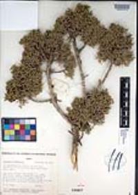 Juniperus osteosperma image