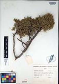 Juniperus osteosperma image