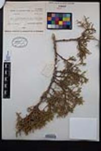 Juniperus osteosperma image