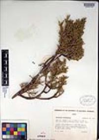 Juniperus osteosperma image