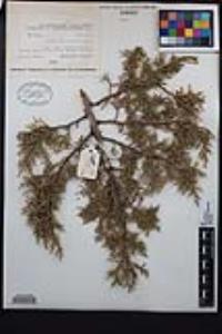 Juniperus osteosperma image