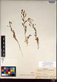 Descurainia pinnata subsp. menziesii image