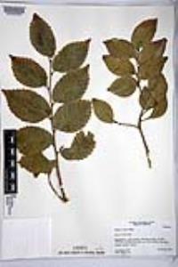 Ulmus procera image