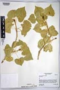 Populus fremontii image