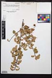 Prunus ilicifolia image