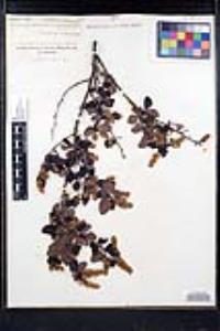 Ceanothus leucodermis image