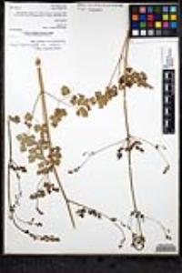 Thalictrum fendleri image