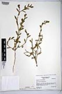 Polygonum aviculare subsp. depressum image