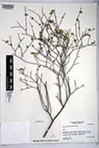 Eriogonum deserticola image