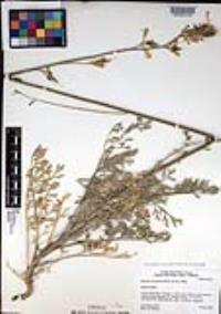Ehrendorferia chrysantha image