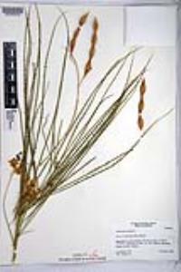 Parkinsonia aculeata image