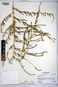 Bassia hyssopifolia image