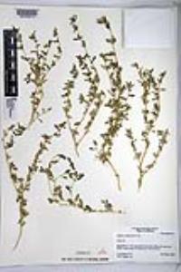 Atriplex semibaccata image