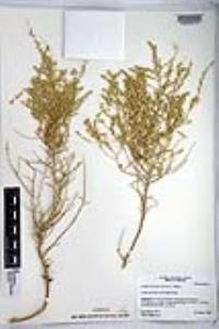 Atriplex polycarpa image