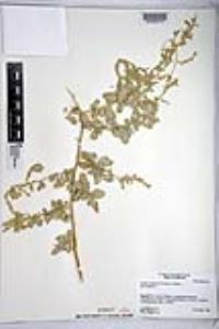 Atriplex lentiformis image