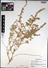 Atriplex linearis image