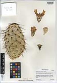 Opuntia littoralis image