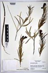 Chilopsis linearis image