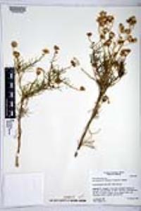 Senecio flaccidus var. monoensis image