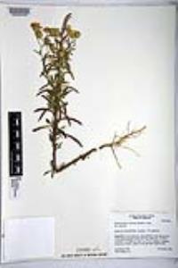 Dieteria canescens var. canescens image