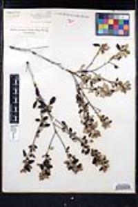 Ceanothus tomentosus image