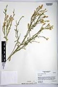 Baccharis sergiloides image