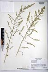 Artemisia ludoviciana subsp. albula image