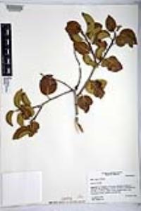 Rhus ovata image