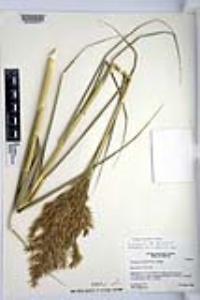 Phragmites australis image