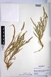 Echinochloa colona image