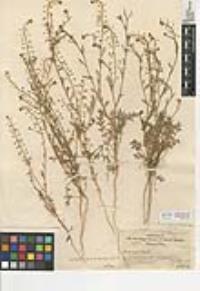 Lepidium virginicum var. robinsonii image