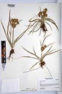 Cyperus esculentus var. heermannii image