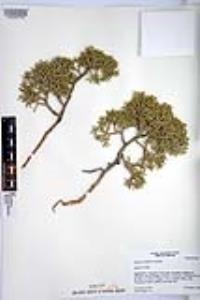 Juniperus californica image