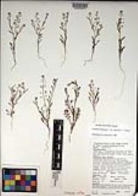 Lepidium virginicum var. robinsonii image