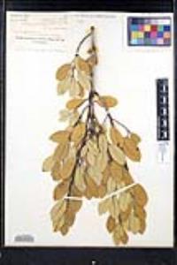 Frangula californica image