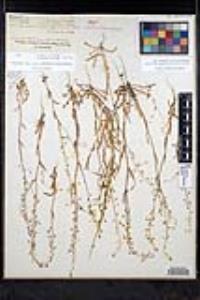 Thysanocarpus curvipes image