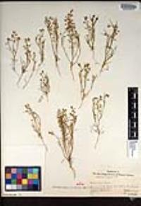 Lepidium nitidum image