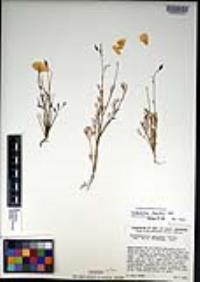 Eschscholzia papastillii image