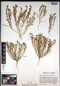 Lepidium dictyotum image